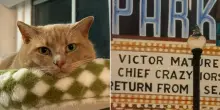 Victor Mature, il gatto del destino: un quadro dimenticato aveva già previsto la sua adozione