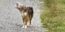 Dallas Cheddar, il cane salvato dopo giorni con la testa incastrata in un barattolo di plastica