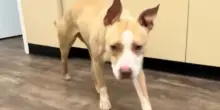 Abbandonato perché “richiede troppo tempo”: la depressione del cane Rose, adottato e restituito
