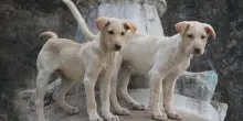 Dietrofront a Nuova Delhi, la Corte Suprema ordina la liberazione dei cani randagi sterilizzati