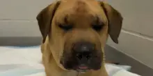 Dodge, il cane eroe che ha salvato la vita del suo umano da un serpente a sonagli