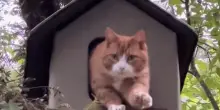Ravioli, il gatto che vive in una casa sull’albero: “Il più invidiato del quartiere”