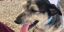 Da randagia invisibile a infermiera, la meravigliosa trasformazione del cane Nancy Lucia