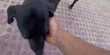 L’incontro che ha cambiato la vita del cane Milka: “Quando ha fatto così, mi si è spezzato il cuore”
