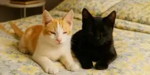 Il lieto fine di Lucio e Lucy, i due gatti ciechi adottati insieme grazie a La Zampa