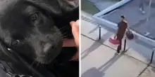 Non può imbarcare il cane in aereo e lo lascia nel parcheggio. L’animale adottato da un dipendente dell'aeroporto