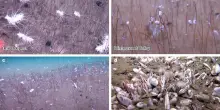 Nell'oceano distese di vermi e molluschi: svelata la sorprendente biodiversità degli abissi