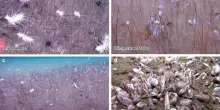 Nell'oceano distese di vermi e molluschi: svelata la sorprendente biodiversità degli abissi