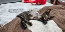 Pensavano fosse morto, ma questo gatto ha sorpreso tutti e cambiato vita grazie ai raggi X