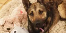 La storia di Karma, il cane abbandonato due volte e salvato da chi gli ha dato una vita speciale