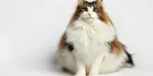 La verità sull’aumento di peso dei gatti e come proteggerli dall’obesità prima che sia troppo tardi