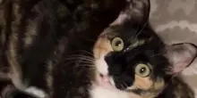 Due veterinari pensavano che questo gatto fosse sordo, ma Puddles ha fregato entrambi