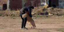 Il cane Hoi fa di tutto per impedire al suo umano di avvicinarsi a un rudere, il perché mette i brividi