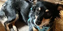 Da cane randagio a eroe nella ricerca degli animali smarriti: la nuova vita di Rico