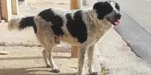 L’orrenda morte di Merlino, il cane sgozzato in strada a Naro. Il quartiere: “Era amato da tutti”