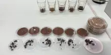 Caffè e cacao si coltiveranno in laboratorio