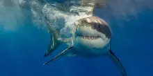 Gli oceani più acidi lasceranno gli squali senza denti