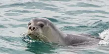 Un’estate di avvistamenti: la foca monaca è tornata nei nostri mari