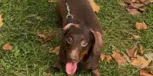 Il cane Roman è in vacanza a casa della nonna, ma fa una richiesta impossibile da ignorare