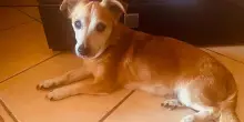Il cane Milo cerca casa: la proprietaria è molto malata e lui ha bisogno di una famiglia