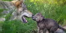 La caccia al lupo è inutile e dannosa: lo conferma uno studio internazionale