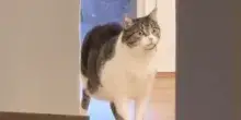 Il gatto vede il clone del suo umano e va in tilt: la crisi esistenziale di Vivi è irresistibile