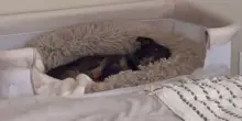 Ha comprato una culla da tenere accanto al letto per Atlas: “Anche se è un cane è come un bambino”