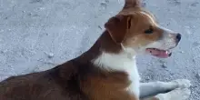 Un cane abbandonato non avrebbe mai pensato che la vita avesse in serbo una sorpresa simile