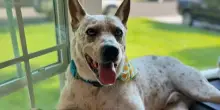 La nuova vita del cane Zephyr, riportato in rifugio perché “non ascoltava” ma la realtà era diversa