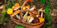 Il bosco si racconta: cinque varietà di funghi diverse dai porcini da assaggiare (e come cucinarle)