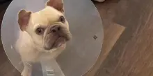 Il lieto fine di Kygo, il cane che per la prima volta ha scoperto l’olfatto