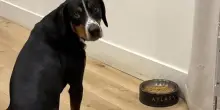 Si chiede perché il suo cane sia silenzioso di fronte la ciotola, poi scopre il sorprendente motivo