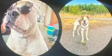Il cane Gwen muore per cancro, un anno dopo arriva una notifica inaspettata sul suo test del Dna