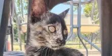 Il gatto chimera di Kragujevac e la sua bellezza fuori dal comune