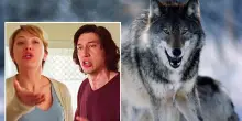 Altro che caccia, Scarlett Johansson e gli AC/DC proteggono i greggi dai lupi americani