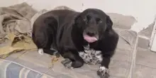 “Non dategli da mangiare”, Marolio, il cane dei pompieri con il vizio che l’ha reso obeso