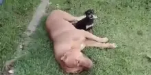 Il piccolo cane che non molla mai rimane: accanto all’amico Pit Bull ferito anche sulla barella