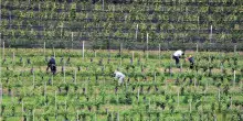 Barolo Girls, la Langa dal volto di donna