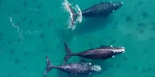 Scoperta la zona segreta dove le balene franche australi si nutrono, un tesoro da proteggere