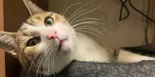 I misteriosi viaggi di Peanut, il gatto che fa oltre 50 chilometri per raggiungere un pub