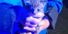 Lecco, salvato un gatto di 20 giorni chiuso in un sacchetto gettato in una campana del vetro