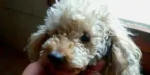 Dopo 11 anni in famiglia, il cane Lea finisce in un box per il divorzio dei suoi proprietari