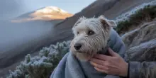 Trentino, rifugio rifiuta di accogliere un cane nonostante grandine e pioggia: “Può morire fuori”
