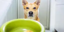 L’alimentazione di un cane anziano: esigenze e integratori