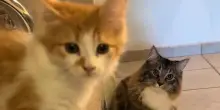 Il gatto adottato Menace incontra il nuovo micio di casa, la reazione arriva dritta al cuore