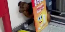 Lieto fine di Pituquinho, il cane si nascondeva nell'angolo di un supermercato spaventato dall'uomo