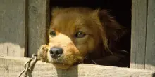 Cane tenuto alla catena, scatta la prima multa a Chieti con la nuova legge sui maltrattamenti