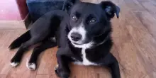 Dalla discarica alla rinascita: la storia del cane Leo e dell’amore che salva