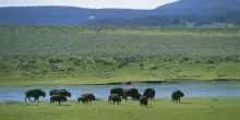 Perché il ritorno dei bisonti è una svolta per le praterie