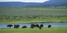Perché il ritorno dei bisonti è una svolta per le praterie